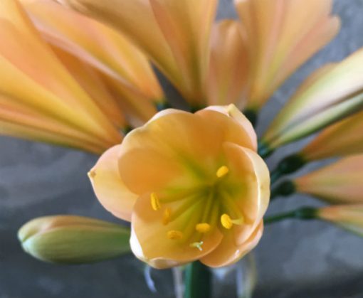 SH35 Cameron's Tipperary Peach with slight green throat and pink blush - Image 2