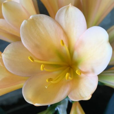 SH35 Cameron's Tipperary Peach with slight green throat and pink blush