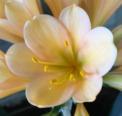 SH35 Cameron's Tipperary Peach with slight green throat and pink blush