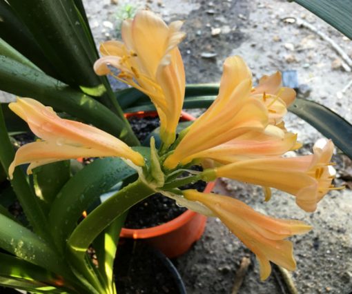 SH36 Soft Pink Interspecific opening with yellow blush - Image 4