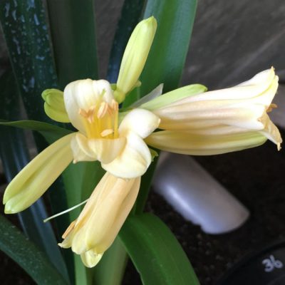 SH36 Soft Pink Interspecific opening with yellow blush