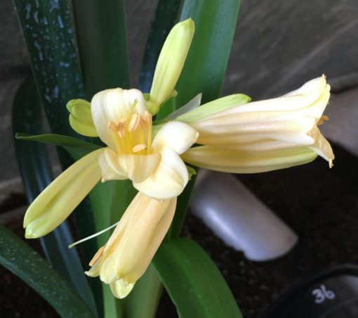 SH36 Soft Pink Interspecific opening with yellow blush