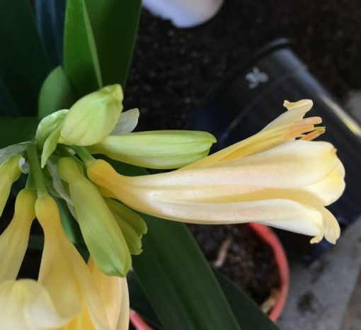 SH36 Soft Pink Interspecific opening with yellow blush - Image 3