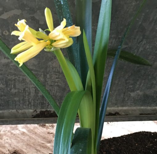 SH36 Soft Pink Interspecific opening with yellow blush - Image 2