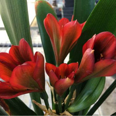 SH37 Near Red Clivia miniata Belgium Hybrid with green throat
