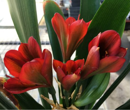 SH37 Near Red Clivia miniata Belgium Hybrid with green throat