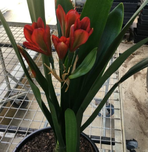 SH37 Near Red Clivia miniata Belgium Hybrid with green throat - Image 4