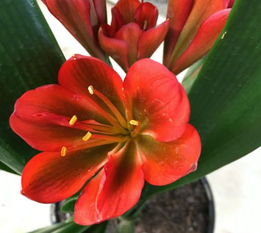 SH37 Near Red Clivia miniata Belgium Hybrid with green throat - Image 3