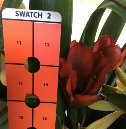 SH37 Near Red Clivia miniata Belgium Hybrid with green throat - Image 2