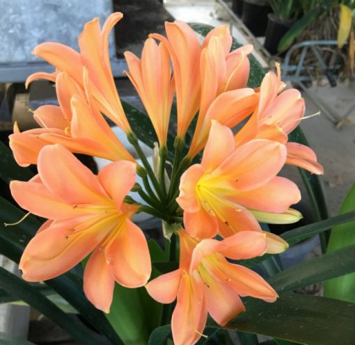 SH38 Dark peach Clivia miniata with strong infusion of pink - Image 4