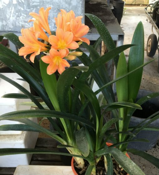 SH38 Dark peach Clivia miniata with strong infusion of pink - Image 3