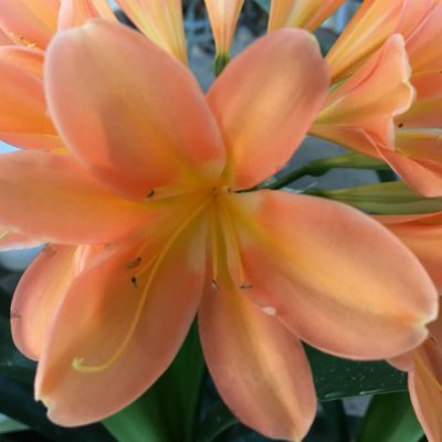 SH38 Dark peach Clivia miniata with strong infusion of pink