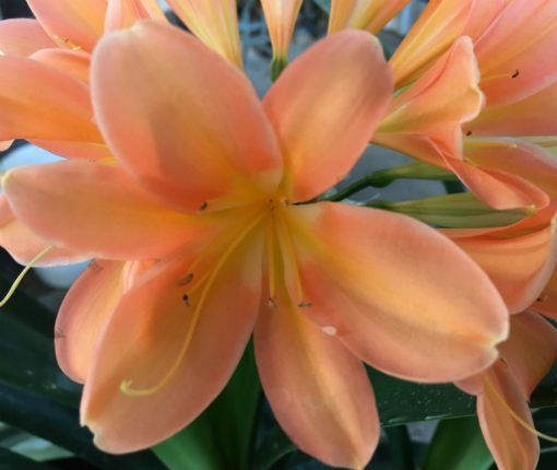 SH38 Dark peach Clivia miniata with strong infusion of pink