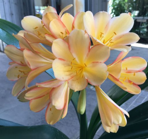 SH39 Medium Peach Clivia miniata with strong pink sepal edging and yellow throat - Image 2