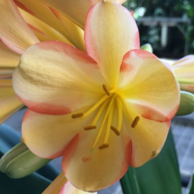 SH39 Medium Peach Clivia miniata with strong pink sepal edging and yellow throat