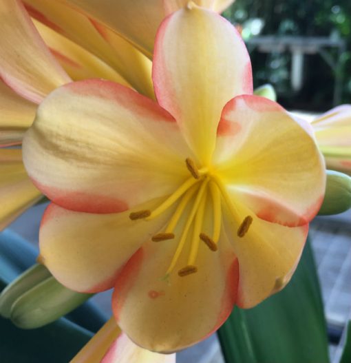 SH39 Medium Peach Clivia miniata with strong pink sepal edging and yellow throat