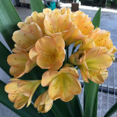 SH40 Medium to dark Peach Clivia miniata with light pink blush and green throat