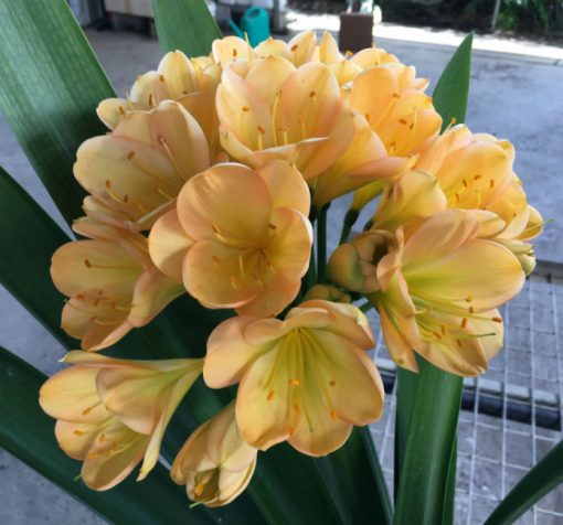 SH40 Medium to dark Peach Clivia miniata with light pink blush and green throat