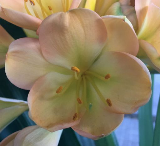 SH40 Medium to dark Peach Clivia miniata with light pink blush and green throat - Image 2