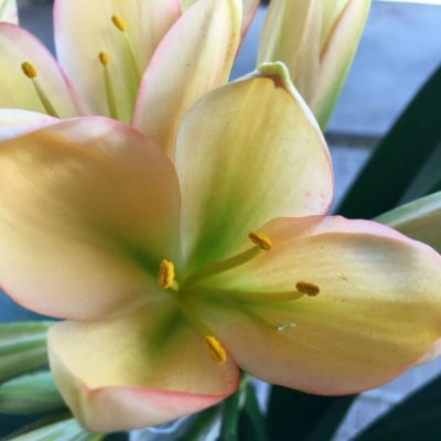 SH41 Green throat light to mid peach Clivia miniata with pink blush to sepal edges