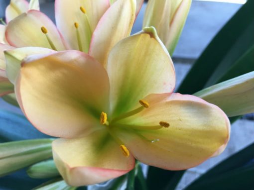 SH41 Green throat light to mid peach Clivia miniata with pink blush to sepal edges