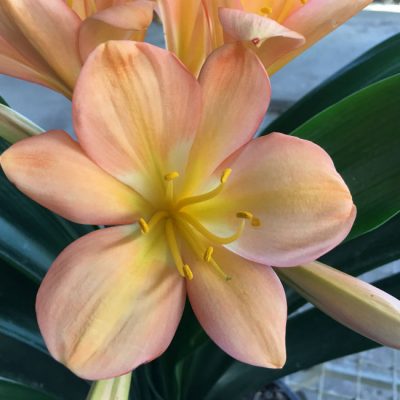 SH42 Peach Clivia miniata with strong pink blush throughout and yellow mid lines to throat
