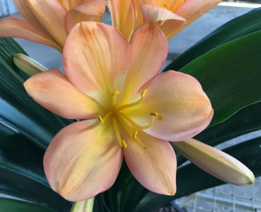 SH42 Peach Clivia miniata with strong pink blush throughout and yellow mid lines to throat