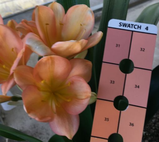 SH42 Peach Clivia miniata with strong pink blush throughout and yellow mid lines to throat - Image 3