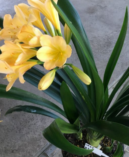 SH43 Light peach Clivia miniata with hints of yellow and cream and light green throat - Image 2