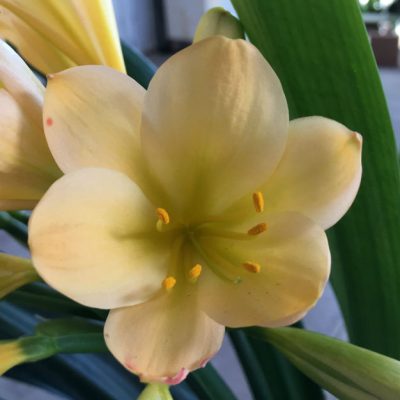 SH43 Light peach Clivia miniata with hints of yellow and cream and light green throat