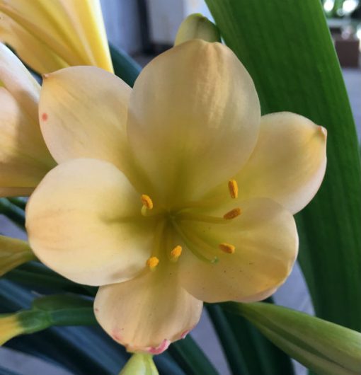 SH43 Light peach Clivia miniata with hints of yellow and cream and light green throat