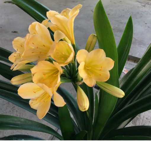 SH43 Light peach Clivia miniata with hints of yellow and cream and light green throat - Image 3