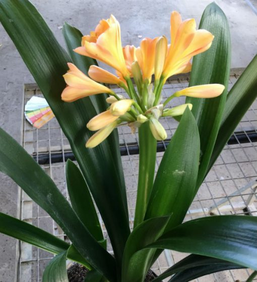 SH44 Peach Clivia miniata with strong pink blush - Image 3