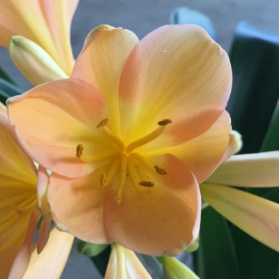 SH44 Peach Clivia miniata with strong pink blush