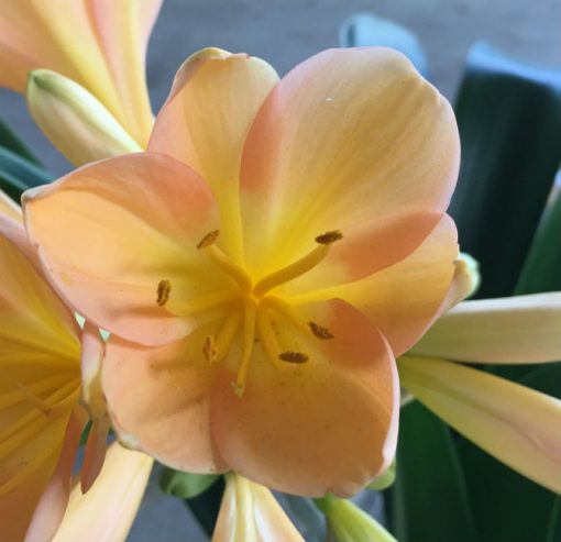 SH44 Peach Clivia miniata with strong pink blush