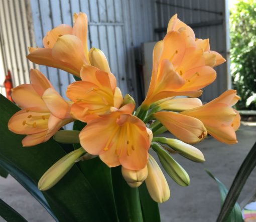 SH44 Peach Clivia miniata with strong pink blush - Image 2