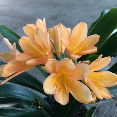 SH45 Medium to Dark pink/peach Clivia miniata