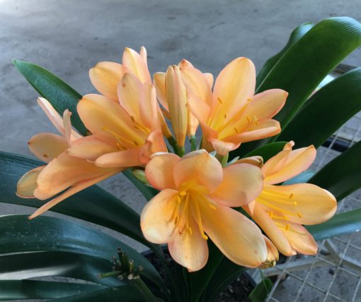SH45 Medium to Dark pink/peach Clivia miniata