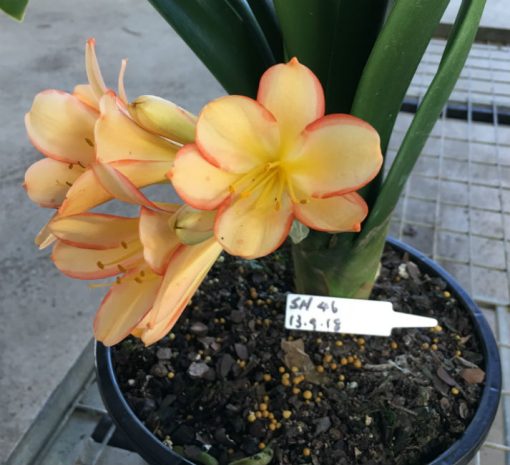 SH46 Light to medium tone Peach Clivia miniata with pastel pink picotee edges - Image 3