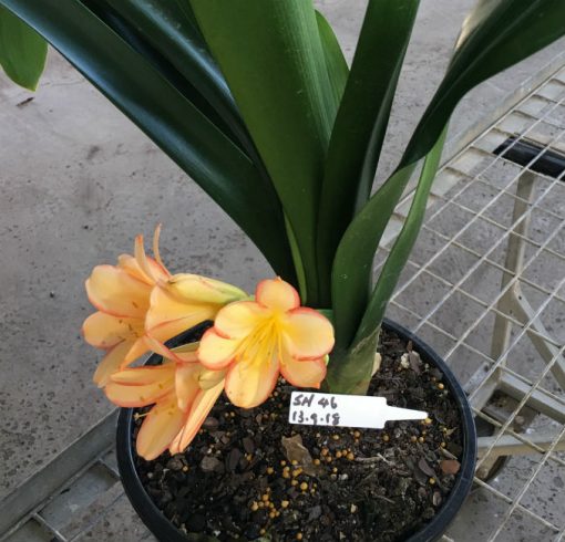 SH46 Light to medium tone Peach Clivia miniata with pastel pink picotee edges - Image 2