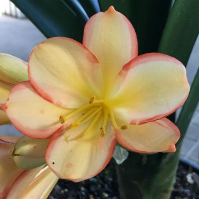 SH46 Light to medium tone Peach Clivia miniata with pastel pink picotee edges