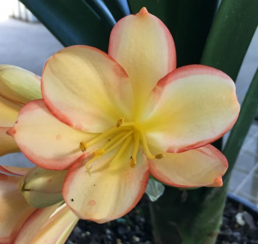SH46 Light to medium tone Peach Clivia miniata with pastel pink picotee edges