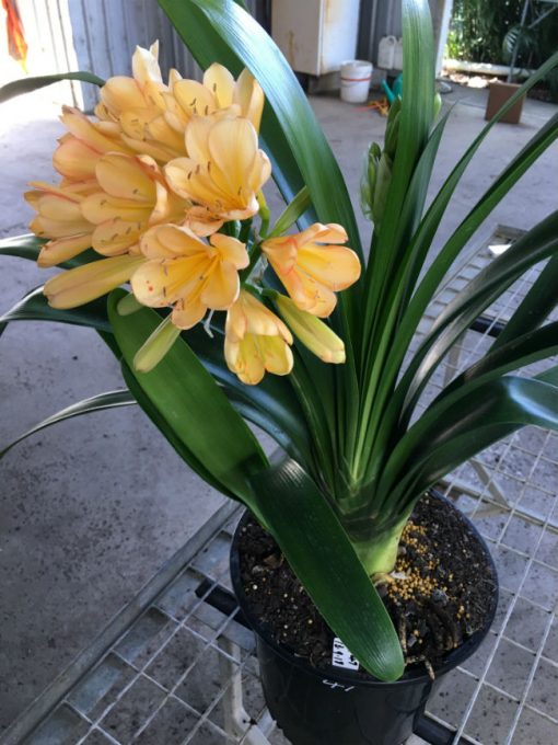 SH47 Light Peach Clivia miniata with infusion of pink blush - Image 3