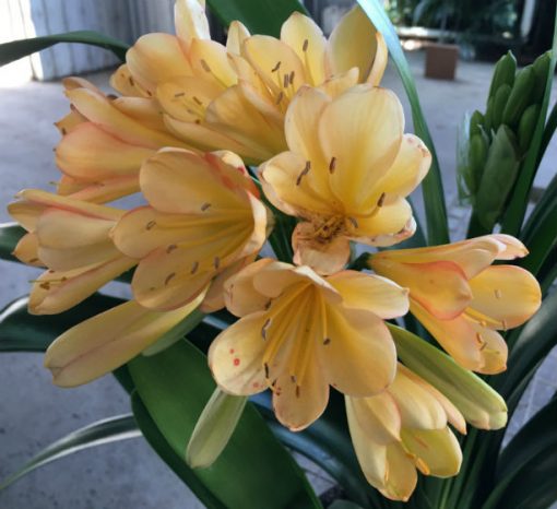 SH47 Light Peach Clivia miniata with infusion of pink blush - Image 2
