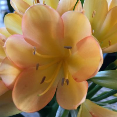 SH47 Light Peach Clivia miniata with infusion of pink blush