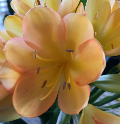 SH47 Light Peach Clivia miniata with infusion of pink blush