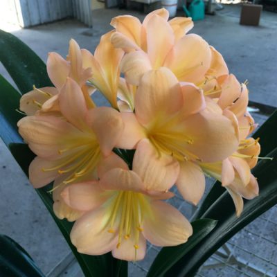 SH48 Pink/Peach Clivia miniata with large open flowers