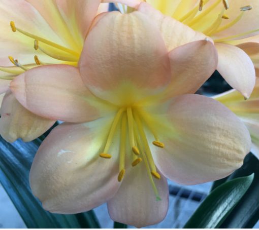 SH48 Pink/Peach Clivia miniata with large open flowers - Image 2