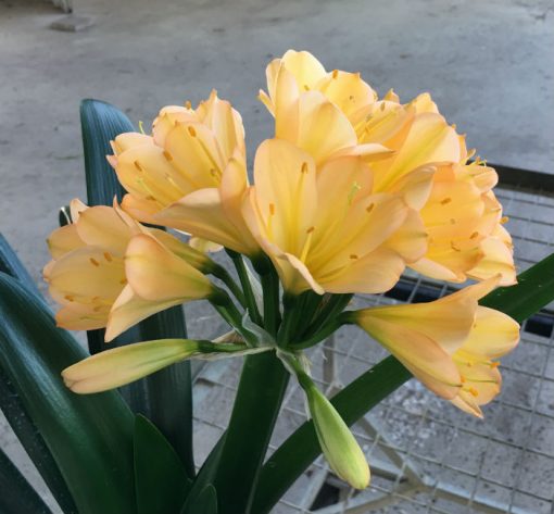 SH49 Light pink/peach Clivia miniata with cup shaped symmetrical flowers - Image 2