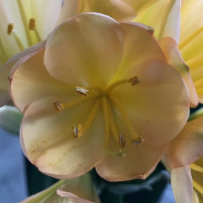 SH49 Light pink/peach Clivia miniata with cup shaped symmetrical flowers